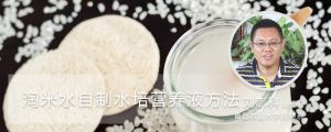 淘米水自制水培营养液方法