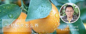 金桔秋天怎么养