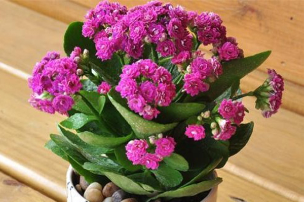 秋冬就养这种“花”,花期300天,加点“料”花苞再出长1倍 秋冬就养这种“花”,花期300天,加点“料”花苞再出长1倍