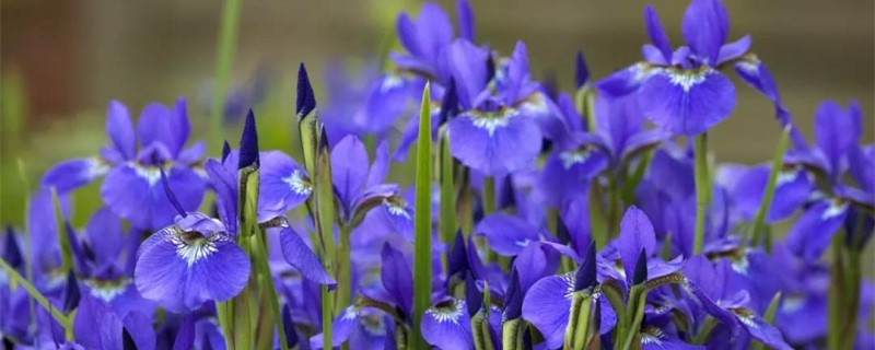 春天有哪些花开 春天有哪些花开
