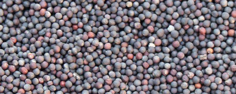 油菜籽价格 油菜籽价格