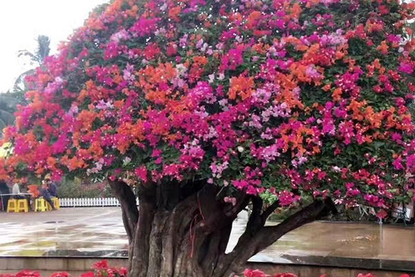这种“花”,开花200天,还特好养,北方也能养活 这种“花”,开花200天,还特好养,北方也能养活