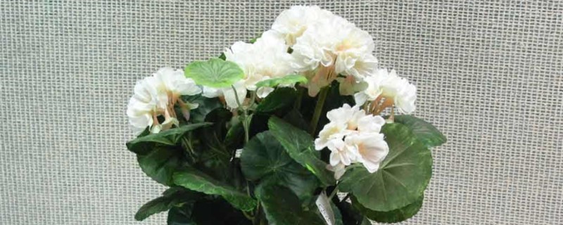 刚买回家的花应该怎么养 刚买回家的花应该怎么养
