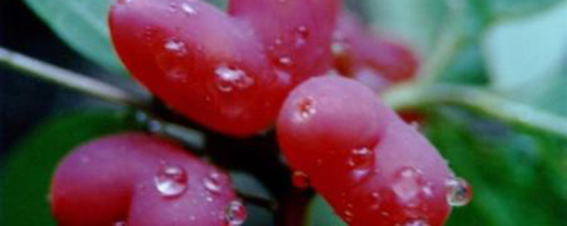 杈杷果怎么种植? 杈杷果怎么种植?