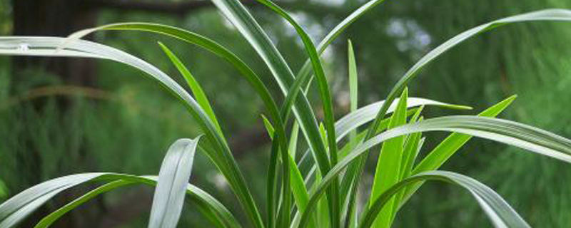 兰花烂根后用什么消毒,剪掉后怎么种? 兰花烂根后用什么消毒,剪掉后怎么种?