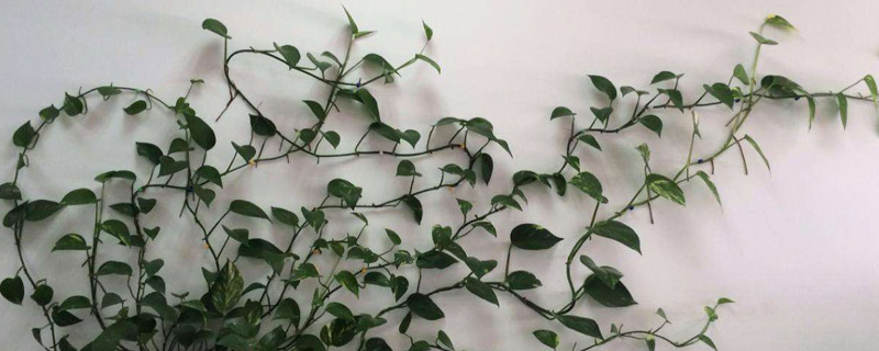 绿萝多久浇一次水,叶面多久喷一次水? 绿萝多久浇一次水,叶面多久喷一次水?