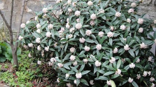 叶子耷拉“没精神”?剪1刀,枝条插水里,植物重返生机 叶子耷拉“没精神”?剪1刀,枝条插水里,植物重返生机