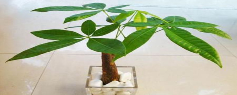 招财树掉叶子,叶子枯萎怎么办 招财树掉叶子,叶子枯萎怎么办