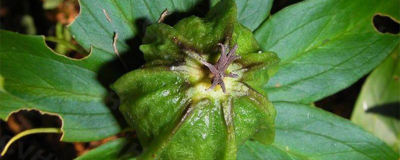 七叶一枝花怎么种植:怎么育苗、施什么肥? 七叶一枝花怎么种植:怎么育苗、施什么肥?