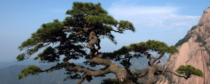 冬天的松树是什么样的,生长在什么地方 冬天的松树是什么样的,生长在什么地方