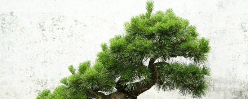 盆栽松树怎么养殖,如何上盆? 盆栽松树怎么养殖,如何上盆?