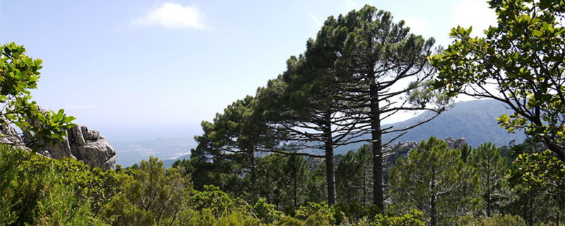 哪些野生树桩可做盆景(附制作方法) 哪些野生树桩可做盆景(附制作方法)