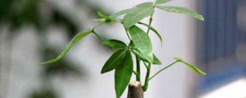 卧室适合放什么植物(八种植物招财又旺宅) 卧室适合放什么植物(八种植物招财又旺宅)