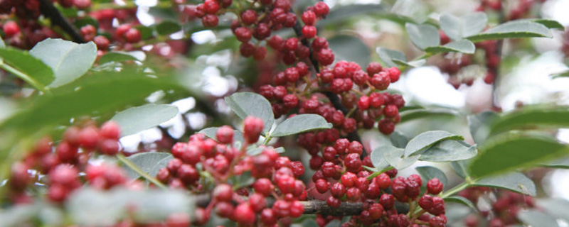 花椒树苗什么时候种植(季节、行距、一亩多少颗?) 花椒树苗什么时候种植(季节、行距、一亩多少颗?)