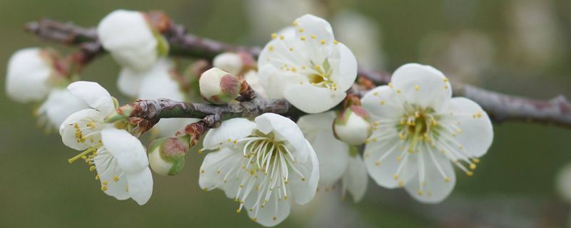 腊梅什么时候可以播种(附种植方法) 腊梅什么时候可以播种(附种植方法)