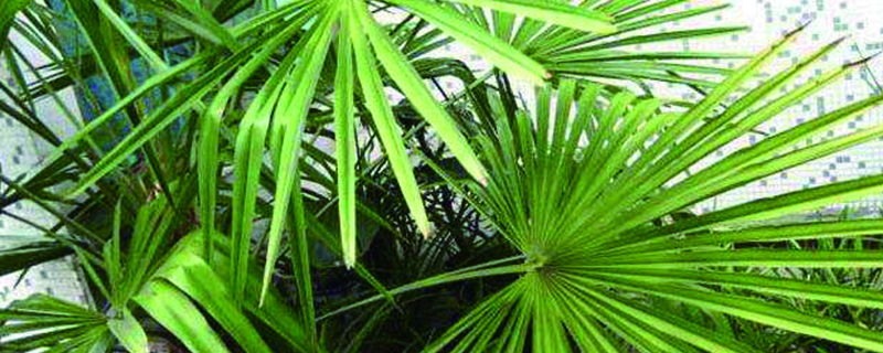 盆栽棕树的种植方法 盆栽棕树的种植方法