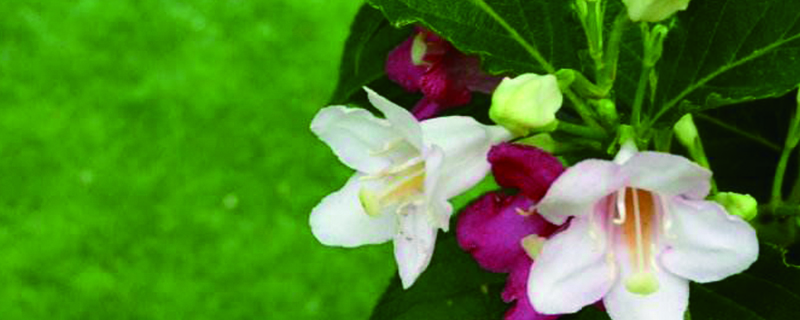 海仙花怎么养 海仙花怎么养