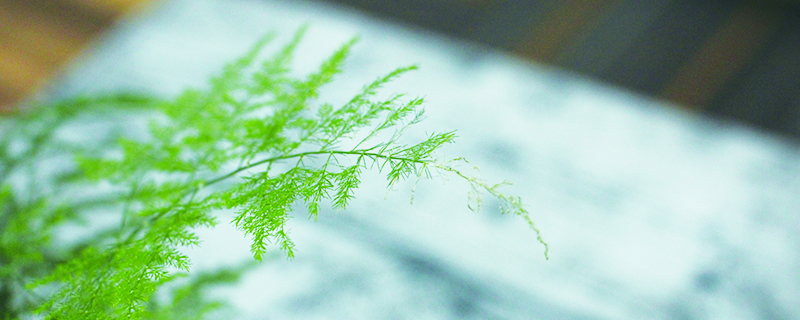 家里放什么植物最旺财,带来美好的寓意(8种植物) 家里放什么植物最旺财,带来美好的寓意(8种植物)