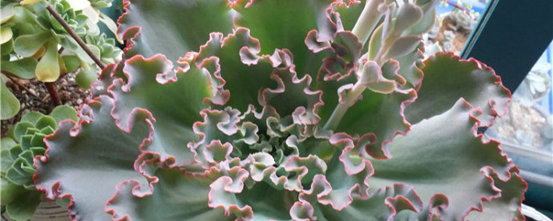 多肉植物女王花笠怎么养 多肉植物女王花笠怎么养