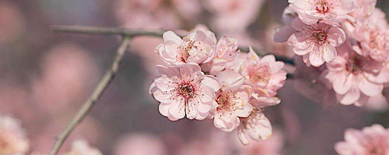 植物四君子是什么 植物四君子是什么