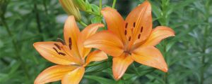 百合花用水怎么养