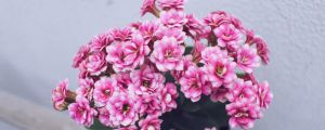 长寿花秋季需要掐尖吗