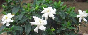 栀子花怎么养