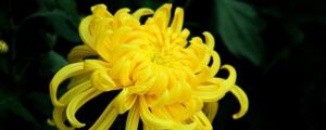 菊花怎么施肥？