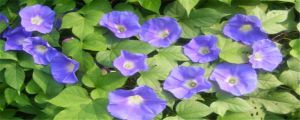 牵牛花秋天怎么养