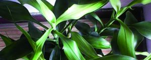 富贵竹需要怎么去养，才能更旺盛（水养和土养）