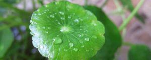 铜钱草多久浇一次水，可以中午浇水吗