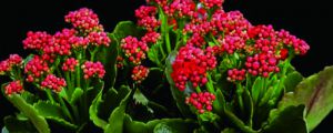 长寿花不长花苞、花苞掉了怎么办？