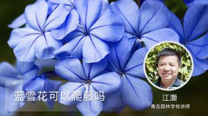蓝雪花可以爬藤吗