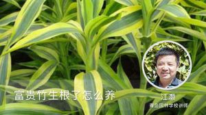 富贵竹生根了怎么养