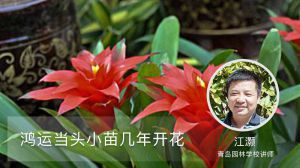 鸿运当头小苗几年开花