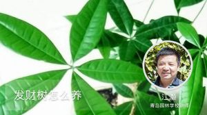 发财树怎么养