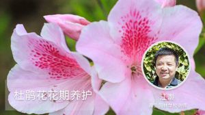 杜鹃花花期养护