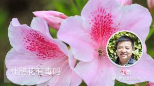 杜鹃花有毒吗