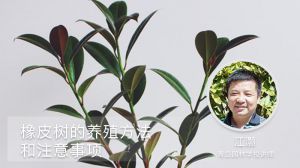 橡皮树的养殖方法和注意事项