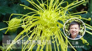 盆栽菊花的养殖方法