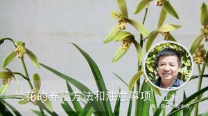 兰花的养殖方法和注意事项