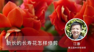 新长的长寿花怎样修剪