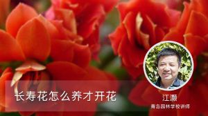 长寿花怎么养才开花