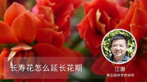 长寿花怎么延长花期