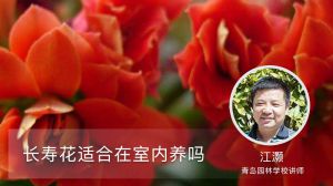 长寿花适合在室内养吗