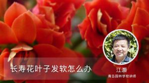 长寿花叶子发软怎么办