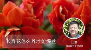 长寿花怎么养才能爆盆