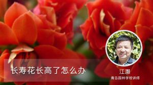 长寿花长高了怎么办