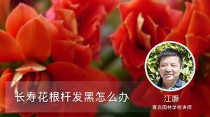 长寿花扦插后怎样管理