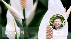 白掌有毒吗